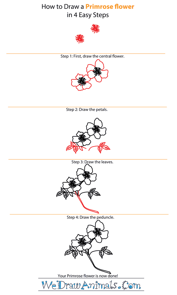 How To Draw A Flower (Step By Step Image Guides)