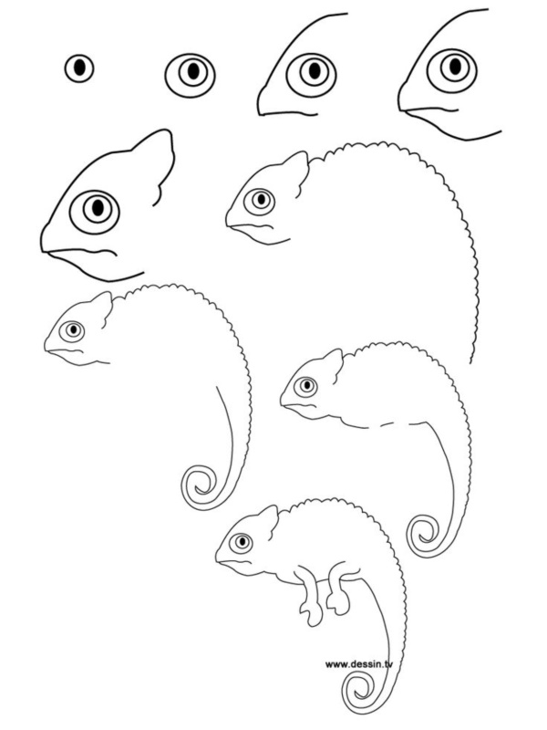 How To Draw Easy Animals Step By Step Image Guide