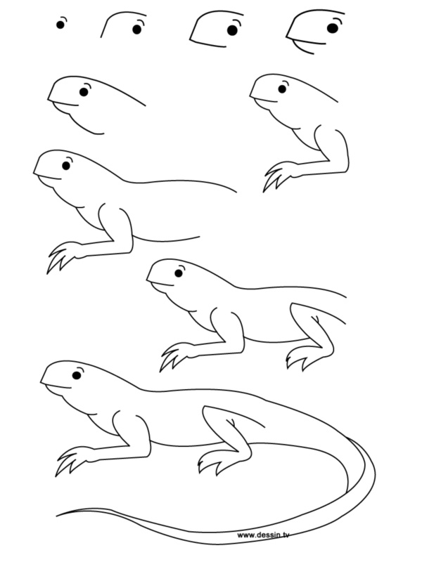How To Draw Easy Animals Step By Step Image Guide