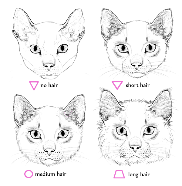 40 Simple Cat drawing Examples anyone Can Try