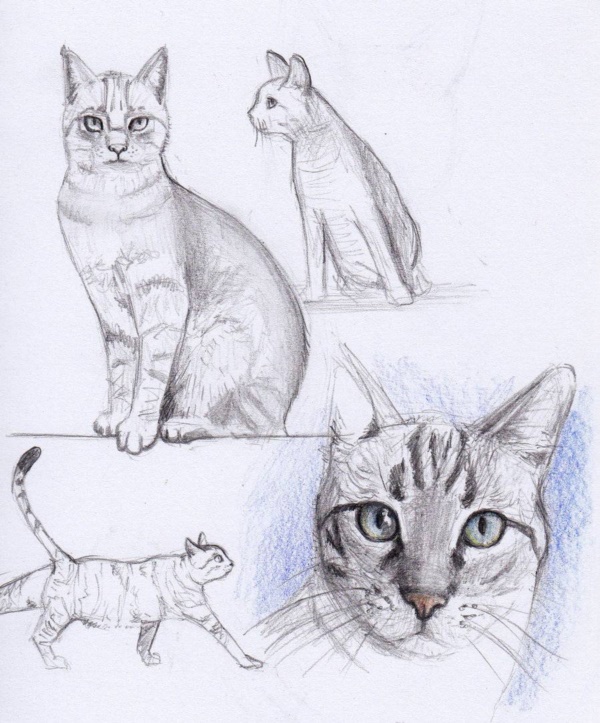40 Simple Cat drawing  Examples anyone Can Try