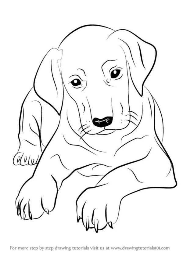 40 Simple Dog Drawing To Follow And Practice