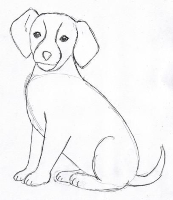 40 simple dog drawing to Follow and Practice