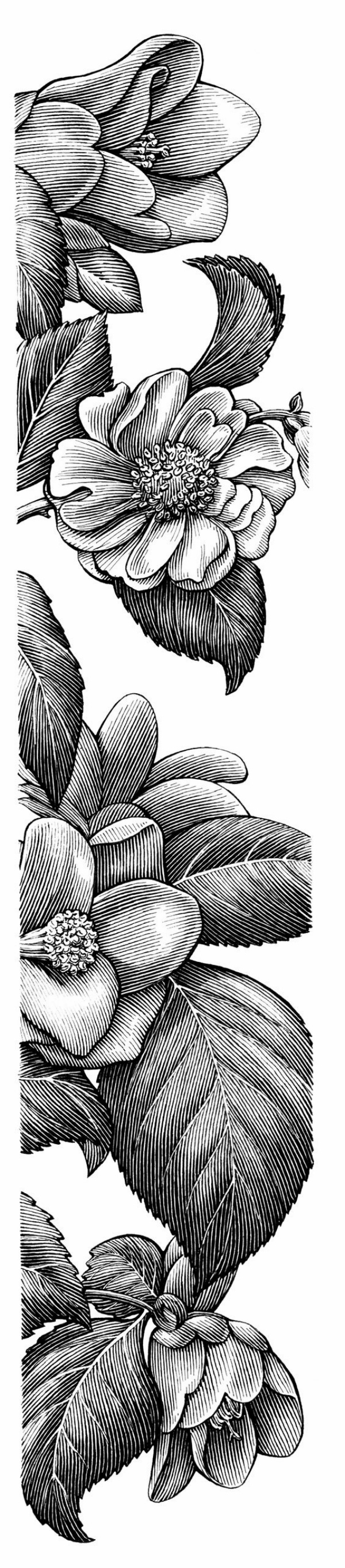 40 Best Examples Of Line Drawing Art