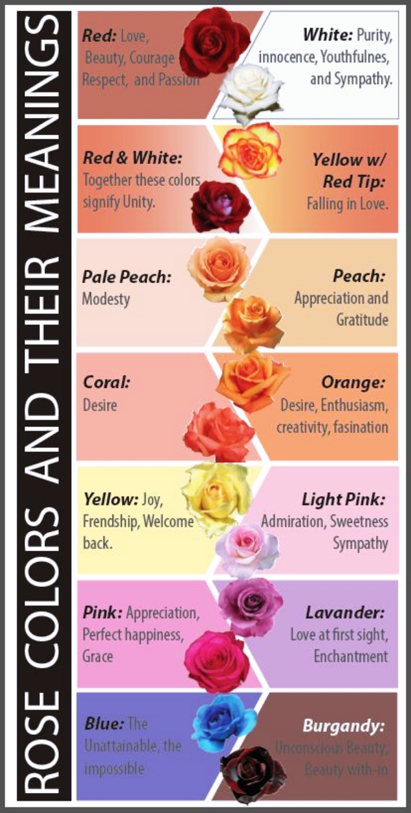 Rose Colour Chart