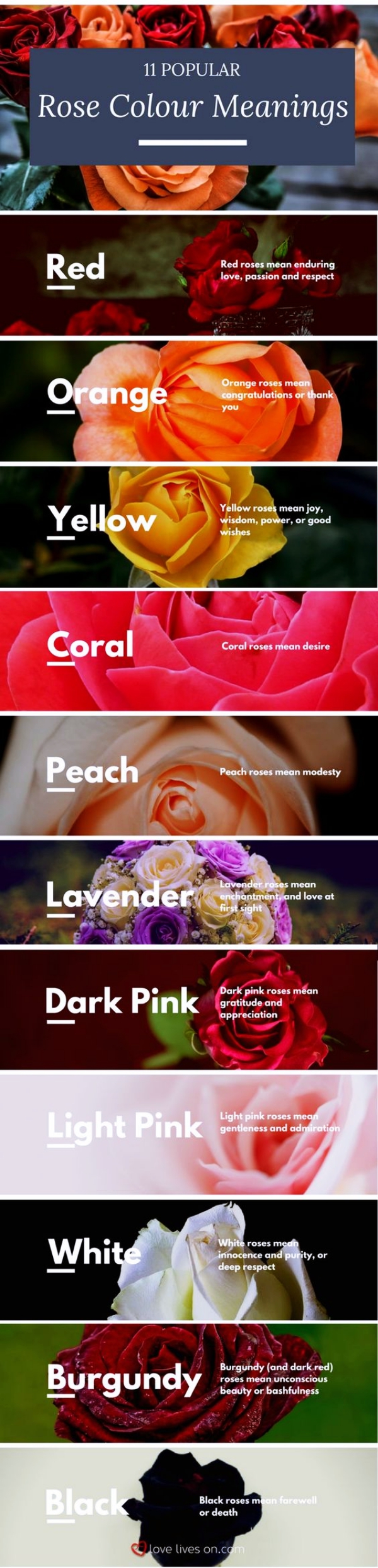 The-Real-Meaning-Of-The-Different-Rose-Colors