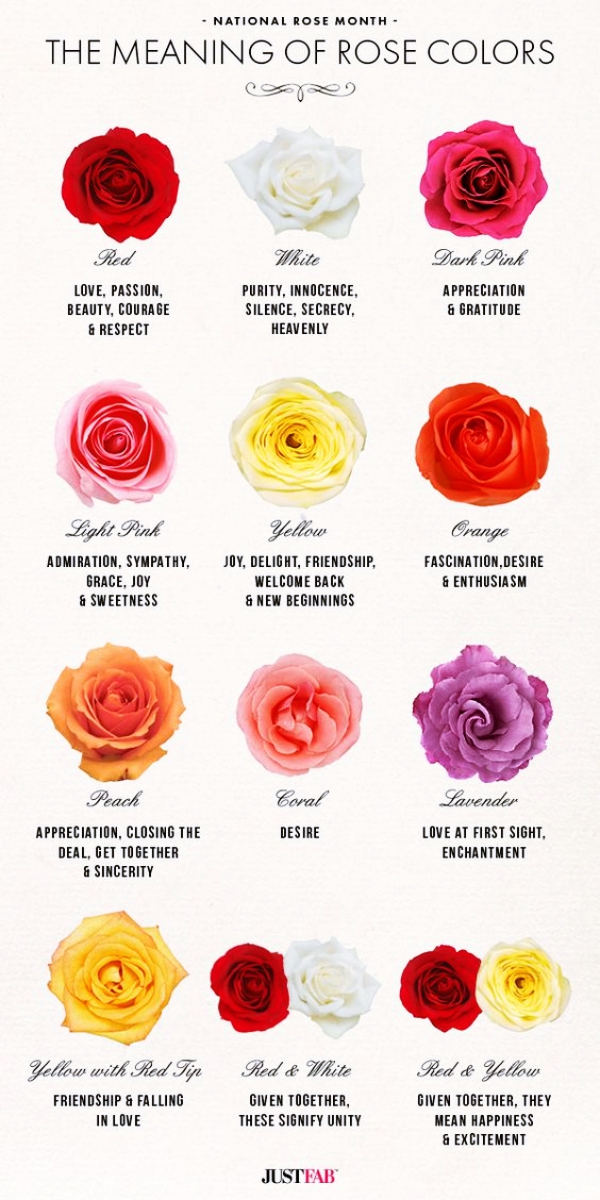 The Real Meaning Of The Different Rose