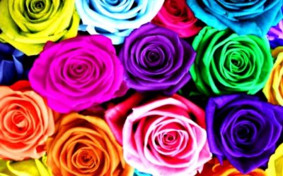 The-Real-Meaning-Of-The-Different-Rose-Colors