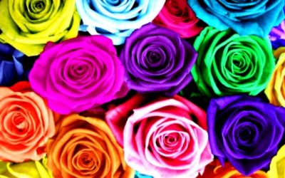 The-Real-Meaning-Of-The-Different-Rose-Colors