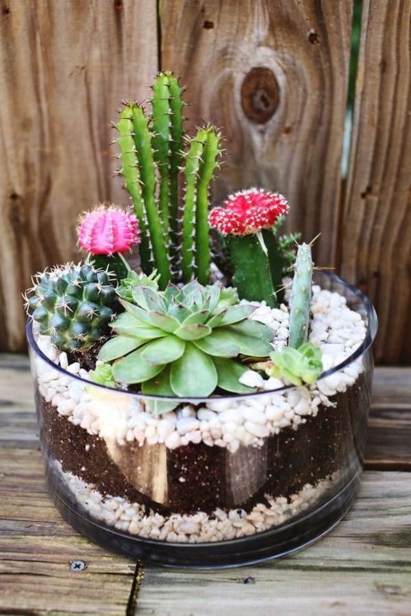 arresting-cactus-decoration-ideas