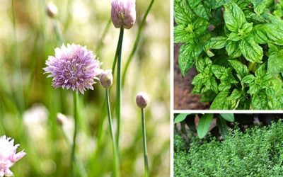 Needful-medicinal-plants-and-their-uses