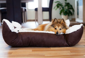 Best dog beds